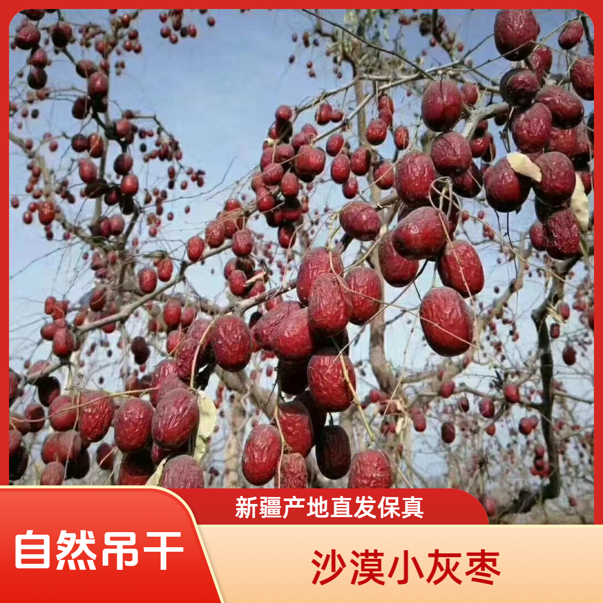 【沙漠灰枣】2025年新枣原生态带土带灰树上自然吊干核小肉厚枣香甜