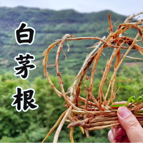 农村现摘新鲜蔬菜水果现挖野菜现摘野果自然野生食品珍贵山货本草