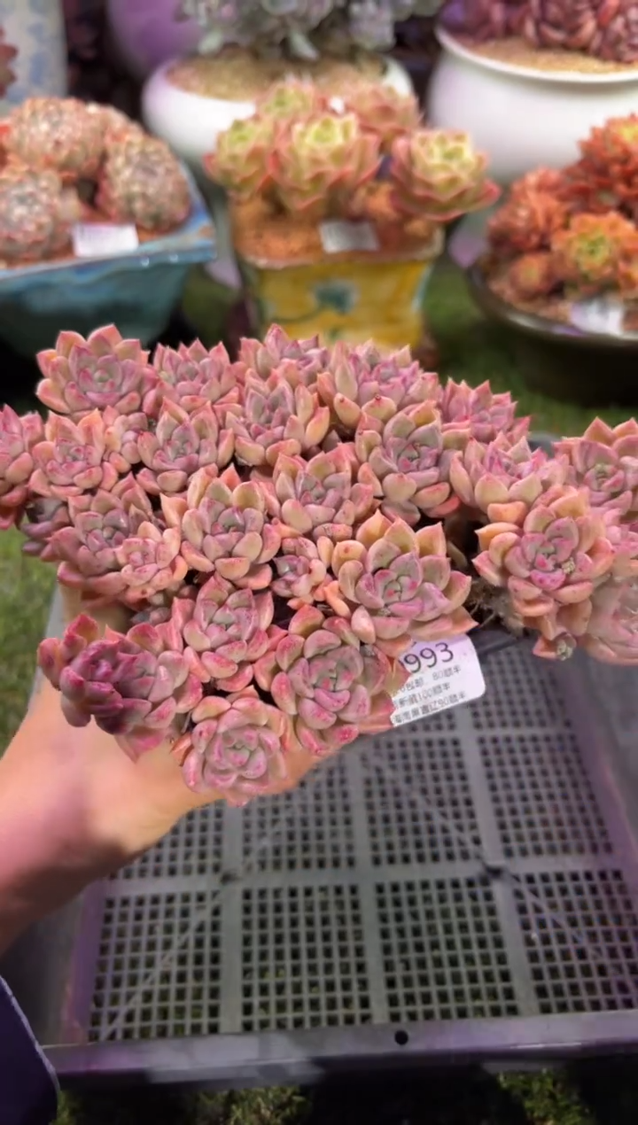 【闪购商品】00993