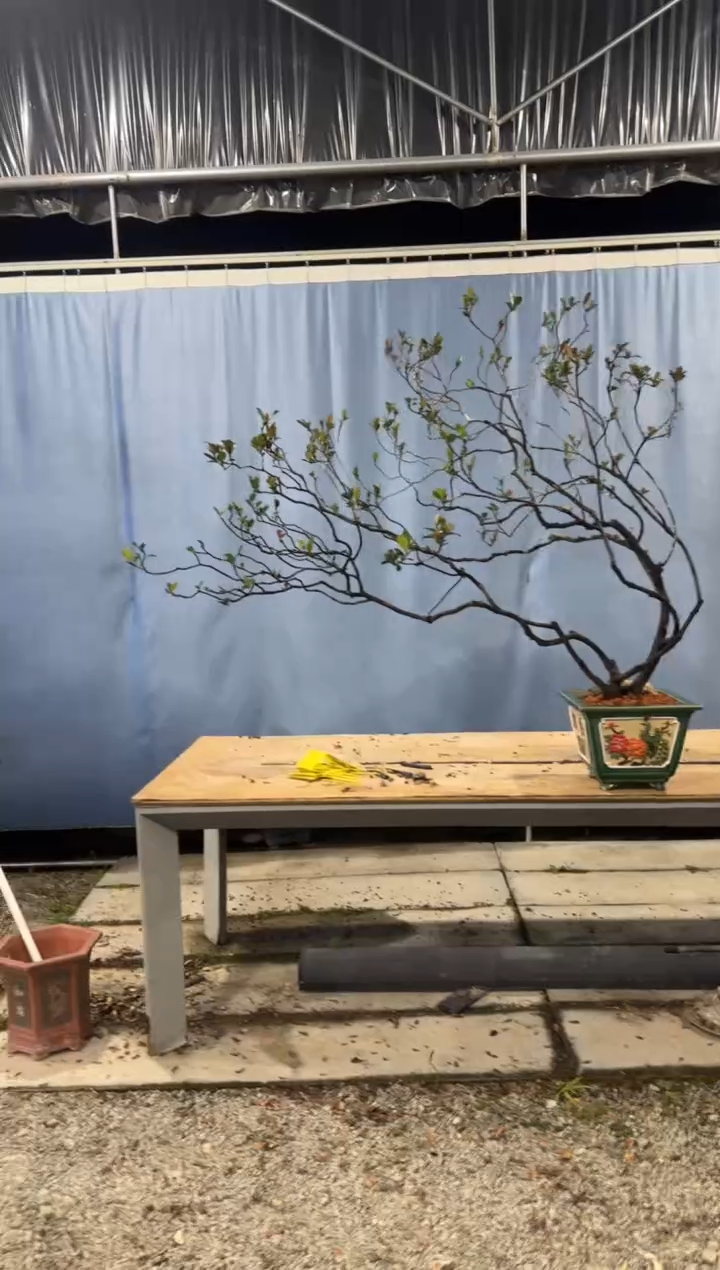 【闪购商品】盆景春花