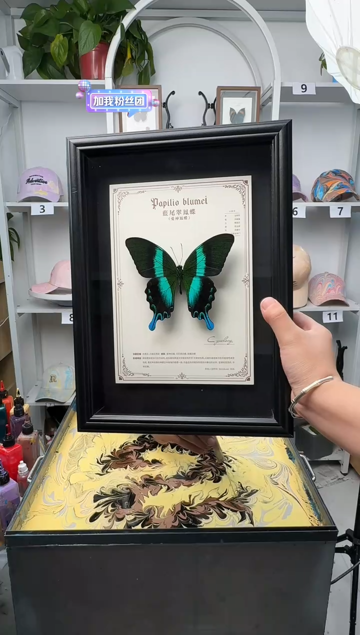 木手工制作蝴蝶标本