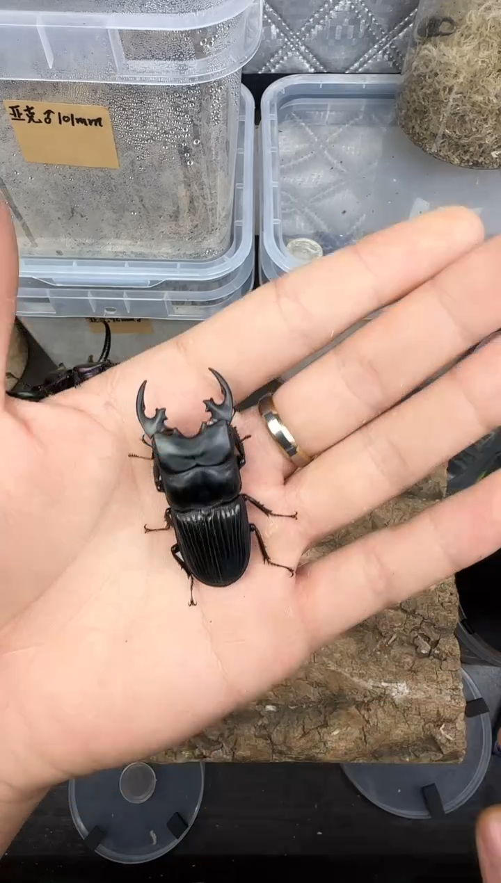 星肥角锹甲成虫公虫一只