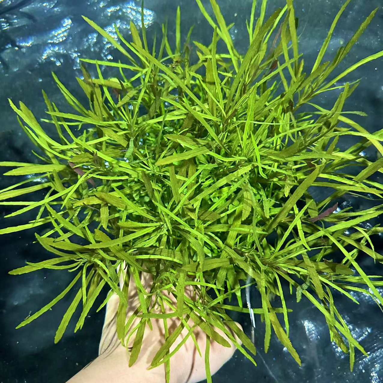 【巴西百叶】水草鱼缸造景净水大坨生态草