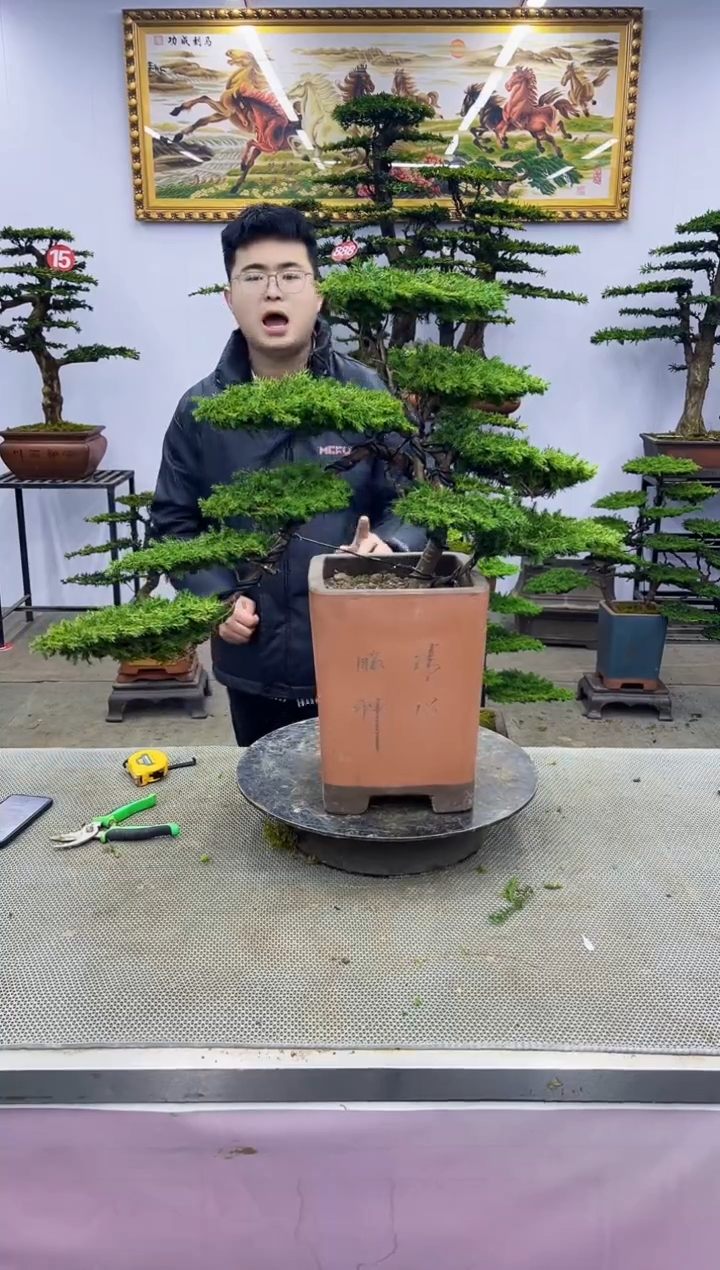 【闪购商品】八斗松/松类活物造型盆景，以直播间截图为啊啊啊啊