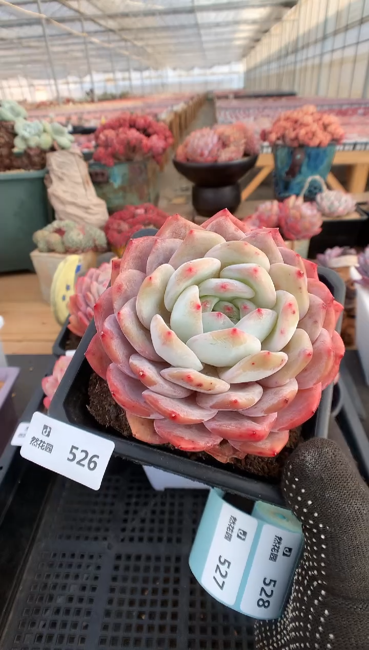 【闪购商品】526梦露一物一拍