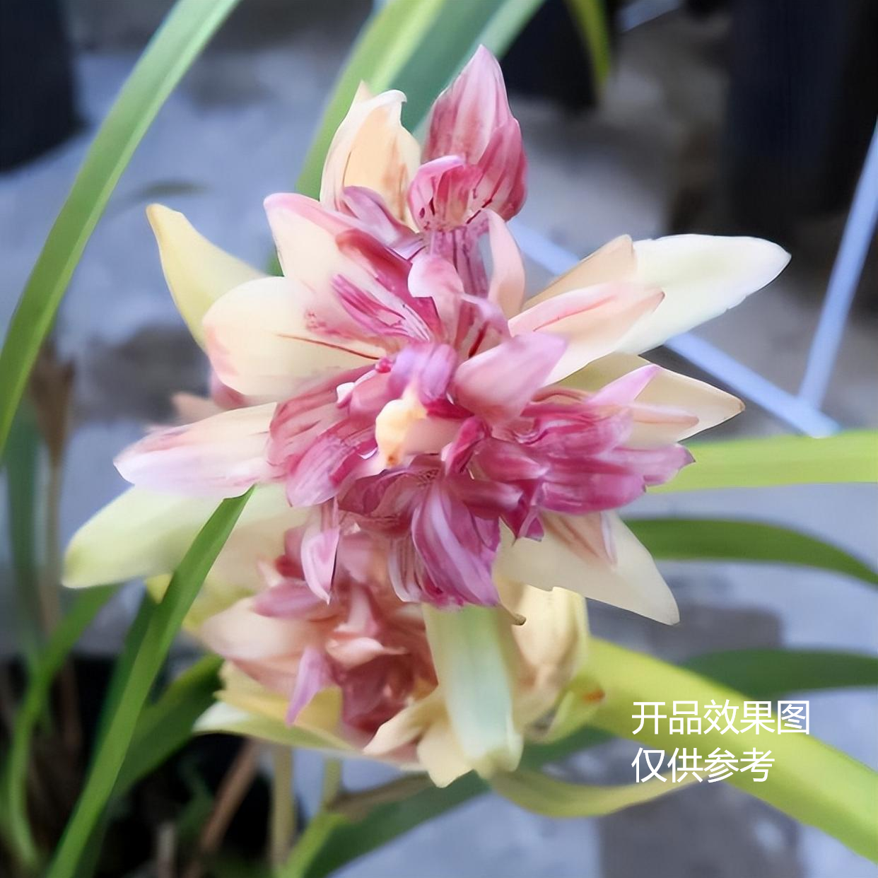 建兰[富山奇蝶] 浓香型兰花 花期6-11月