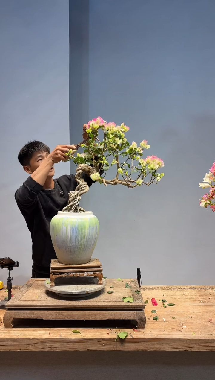 以实际为准三角梅94