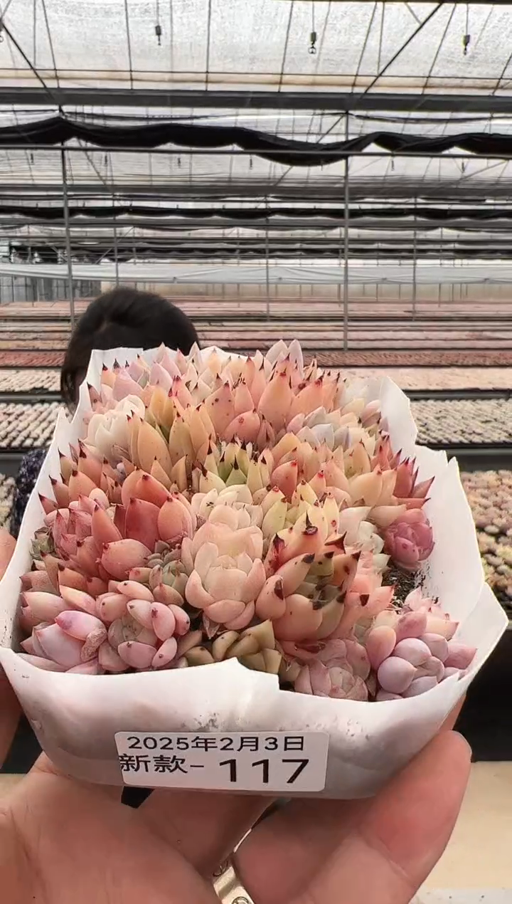 【闪购商品】新款多肉-117（幼稚园）