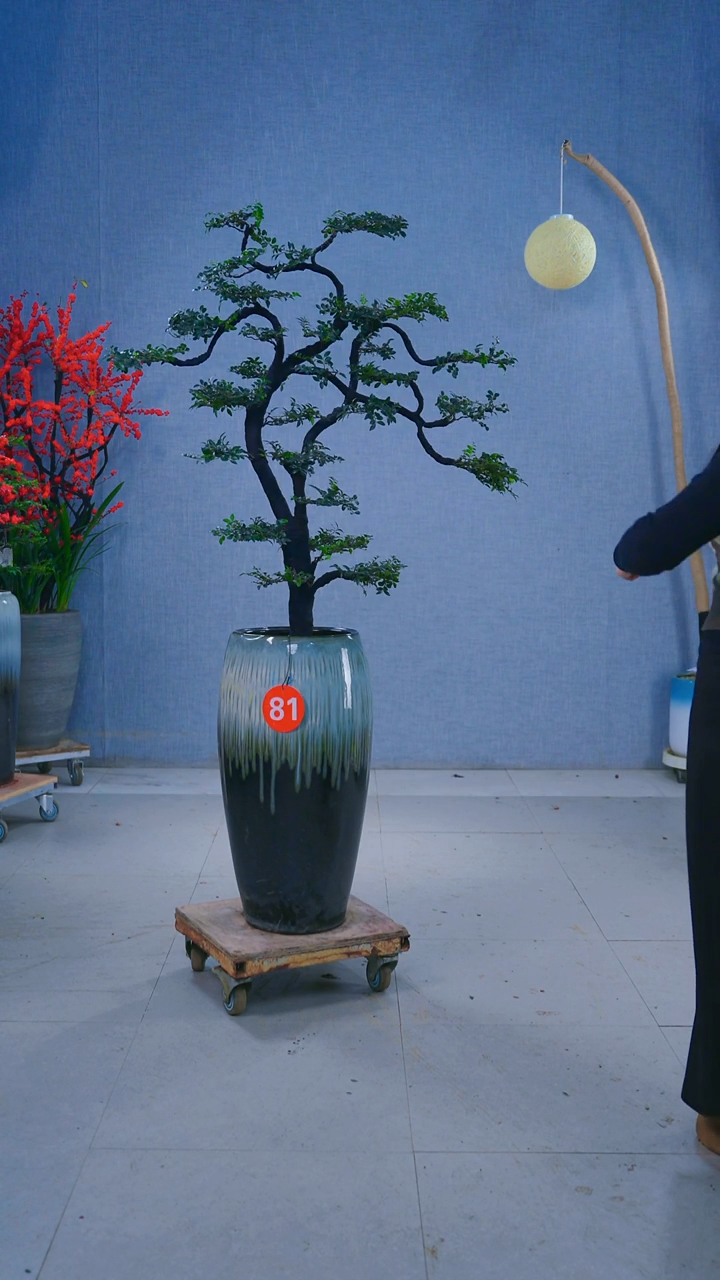 无花朵老*长81号盆链接