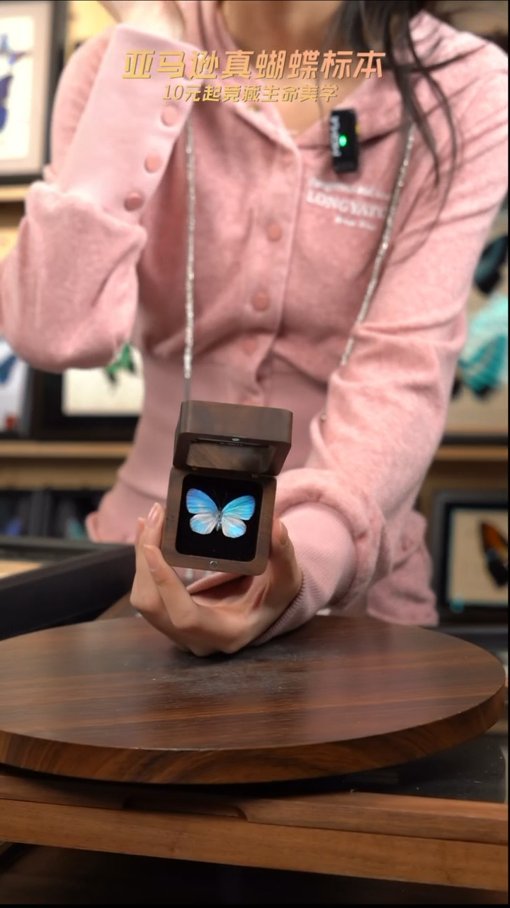 天空蓝优雅灰蝶胡桃木款