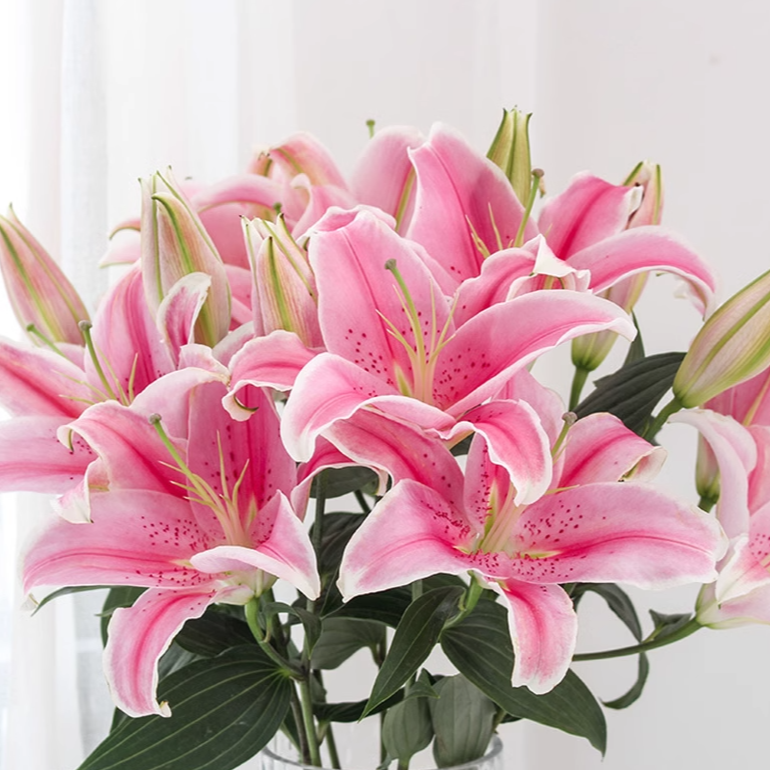 【索尔邦】粉色香水花束家用百合鲜花顺丰包邮夫人百合花大丽花