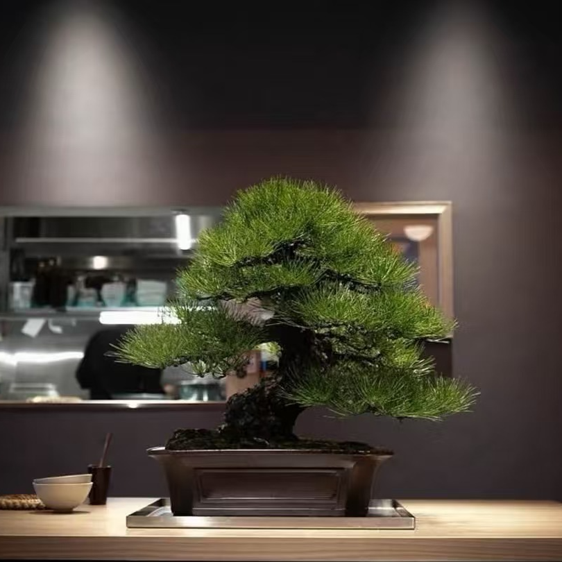 【东瀚园林150-800】纯手工高级黑松，直杆式、曲杆式、迎水式、斜杆式