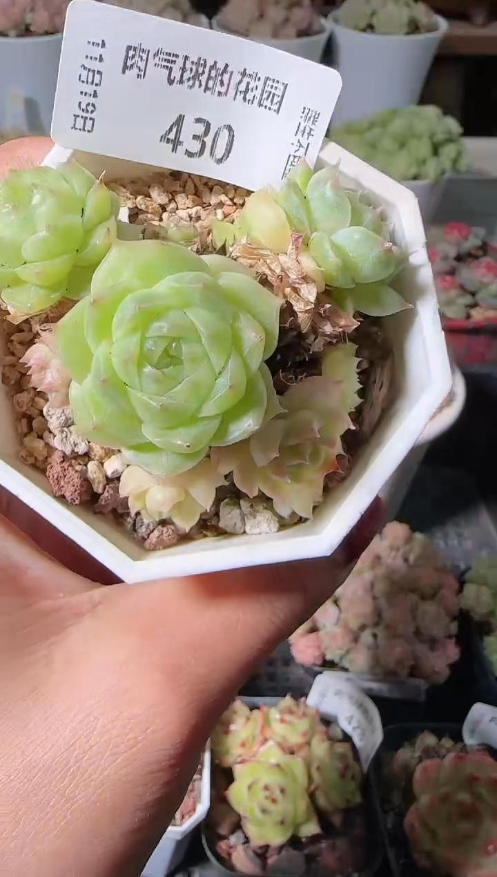 1119-430麦秆群生不包整