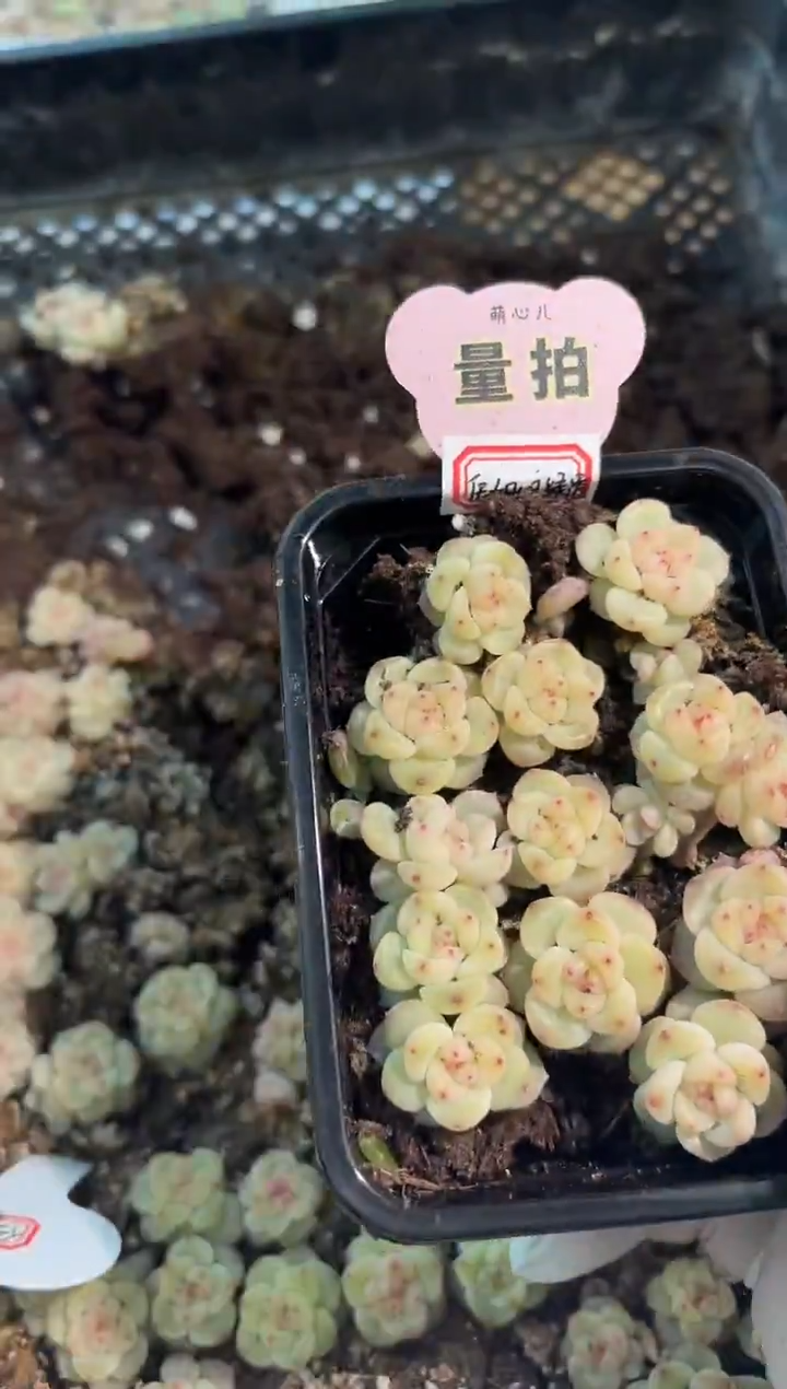 绿透任姐姐款切糕1盒 量拍混发