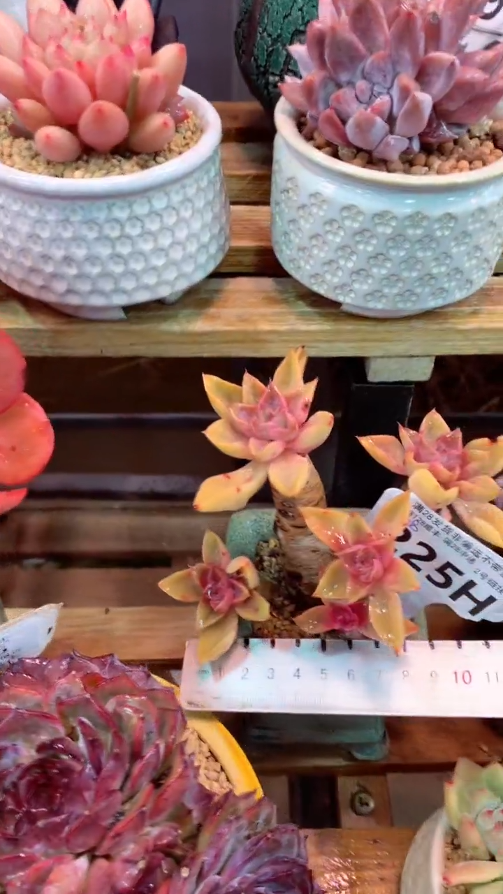 225H （一物一拍 所见即所得 满28包邮非偏远）