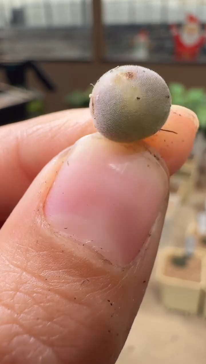 28-239多肉植物肉锥