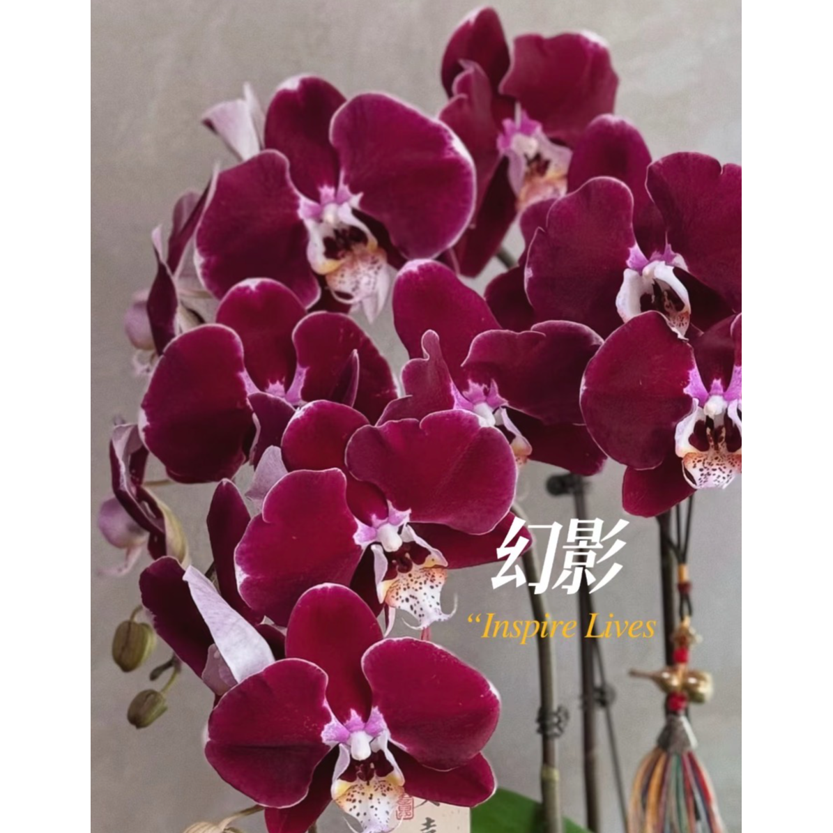 幻影蝴蝶兰3.0寸杯花苗