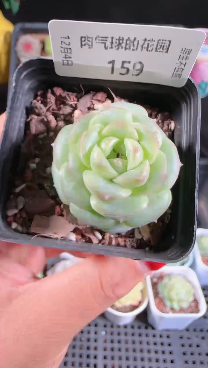 1204-159a29多肉群生不包整