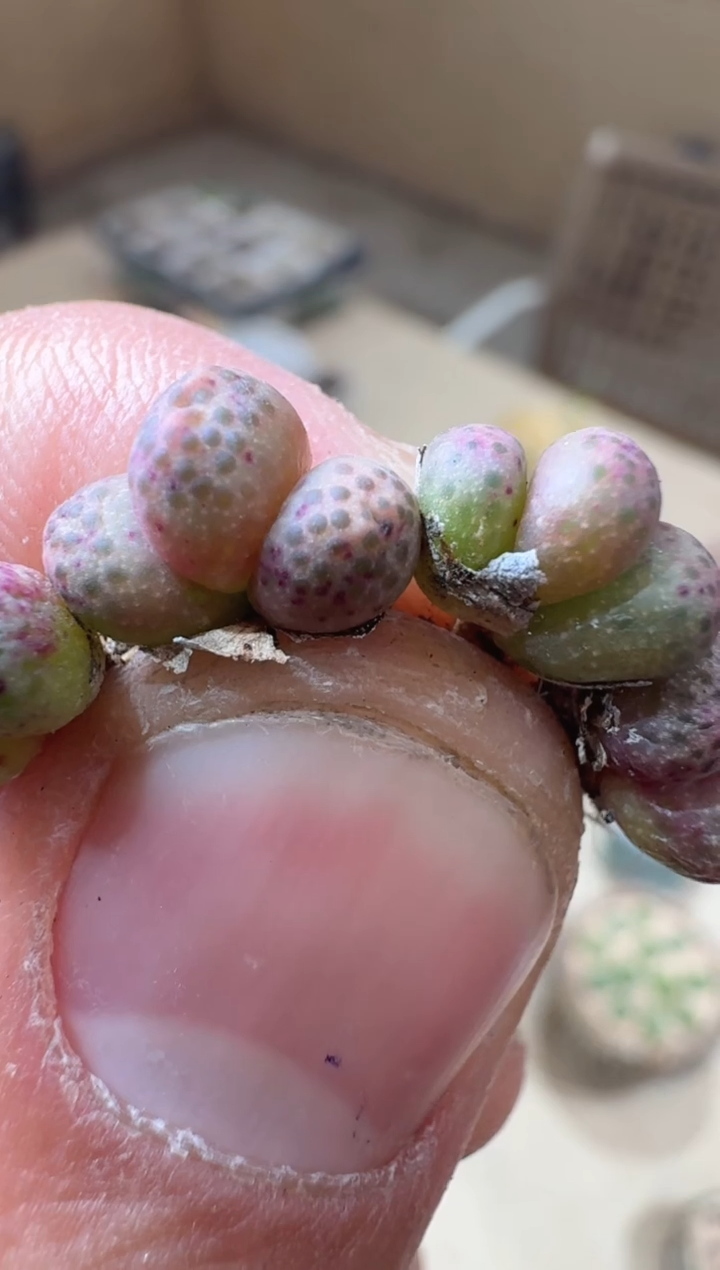12-48多肉植物肉锥火龙果斑马一颗