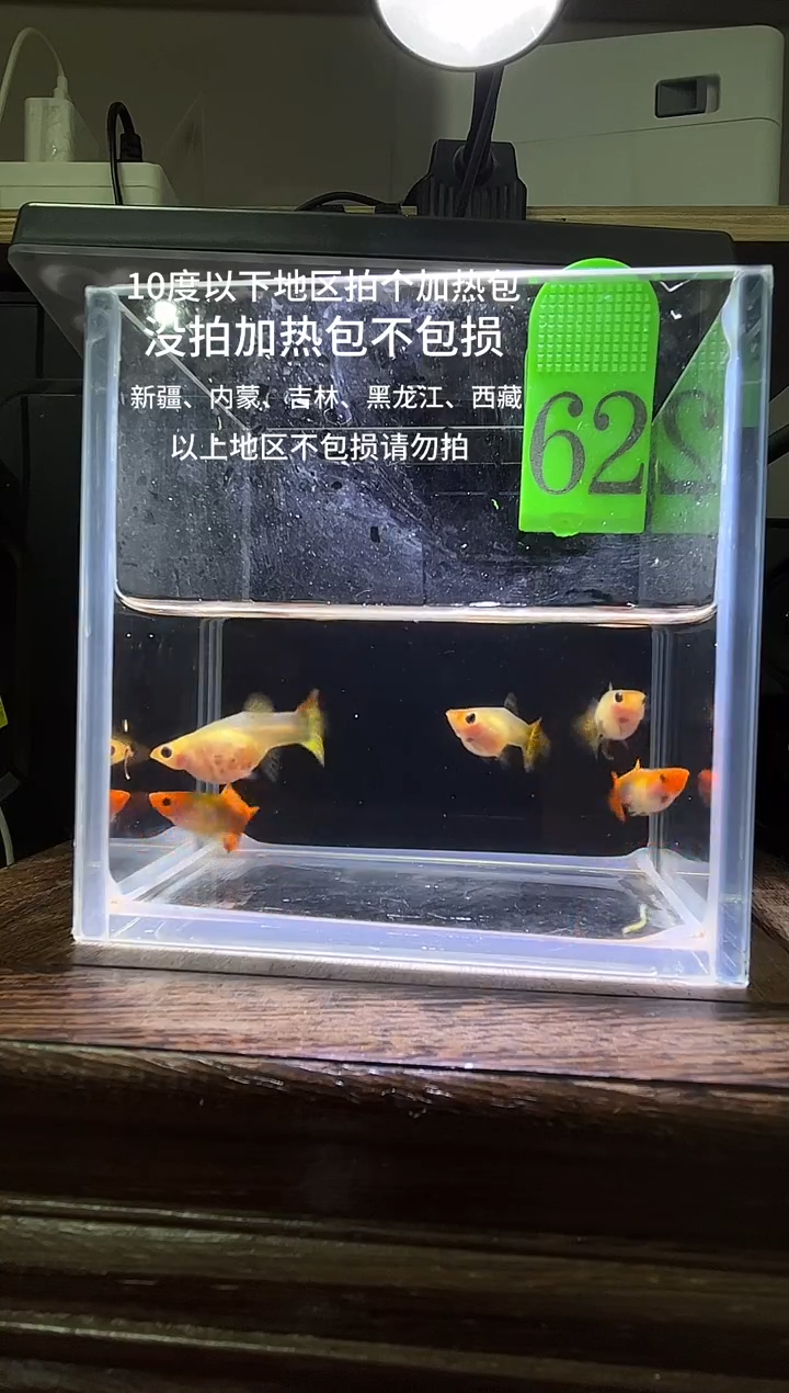 孔雀鱼虎斑黄化玻璃猫编号62