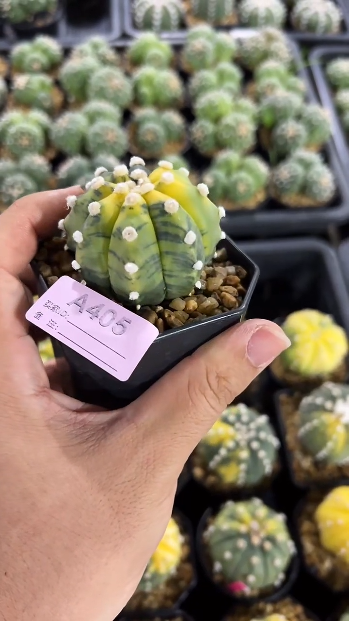 君****）实生根星兜编码A405