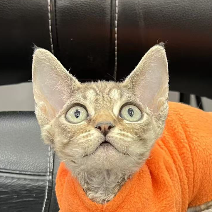 来了姊妹-棕虎德文猫 妹妹 24