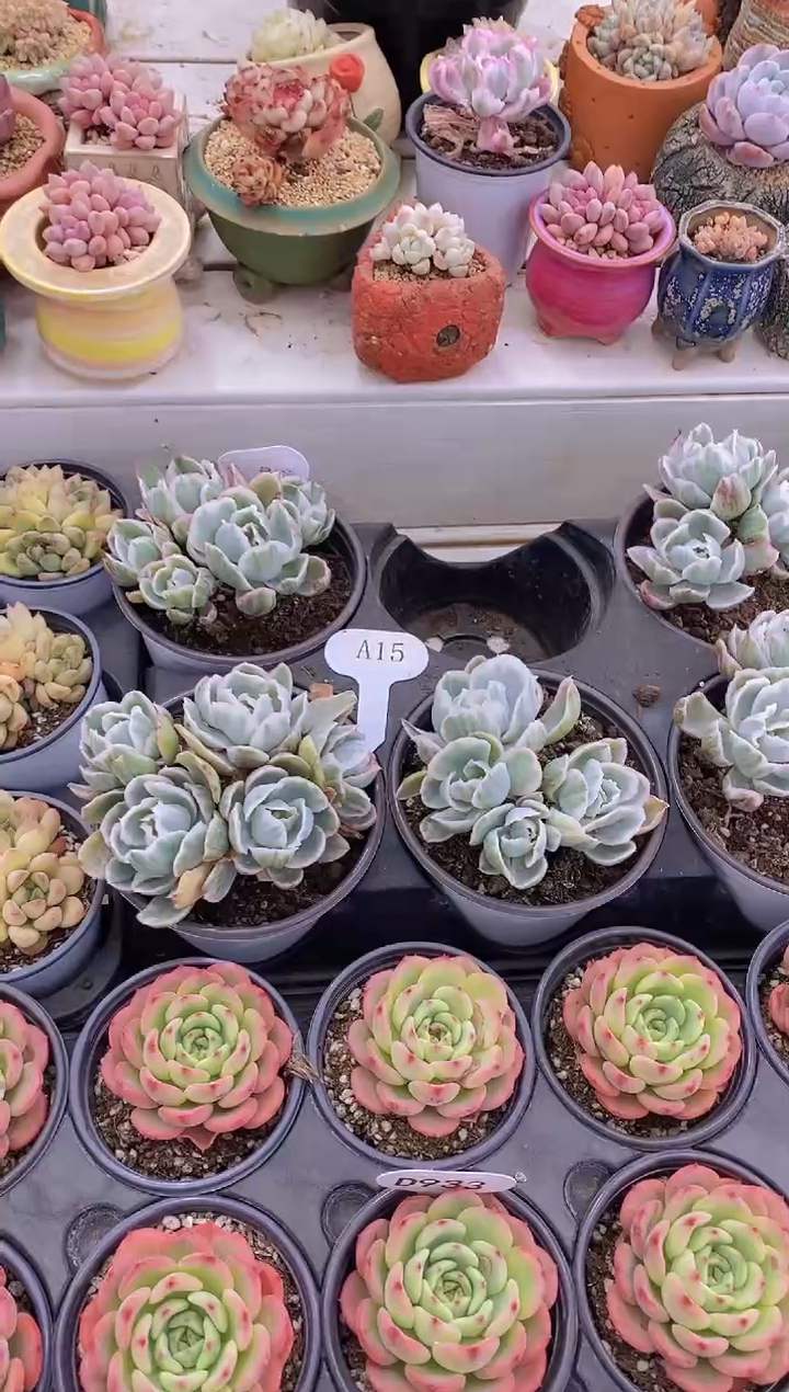 【闪购商品】A15-伯克利锦5头脱土发（量拍