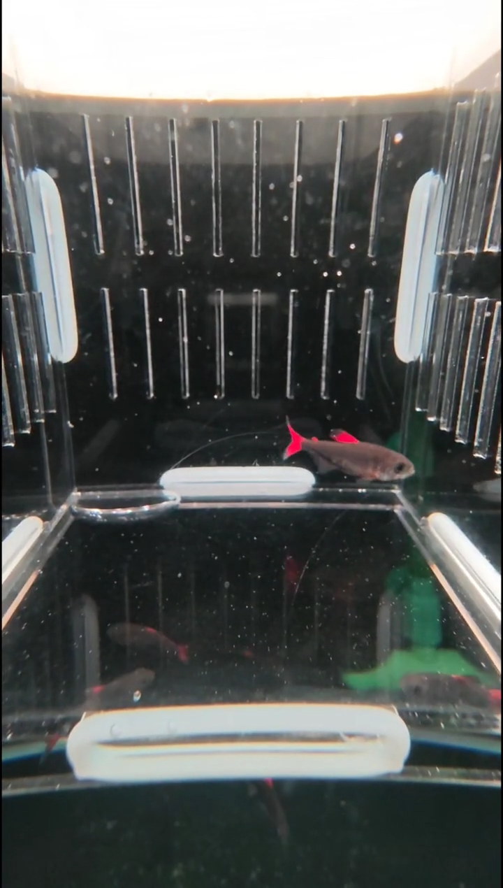 灯科鱼晶**?灰太狼（红铠甲）