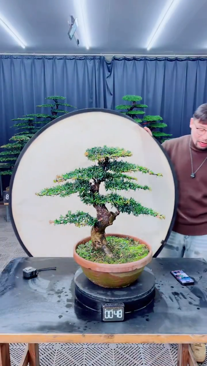 无花朵盆景......