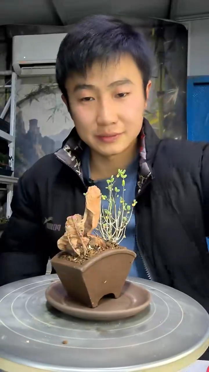 啦****头中青园艺一物一拍花111