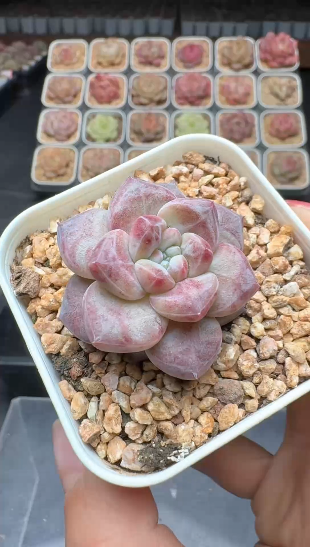 【闪购商品】3单包邮珍妮多肉一物一拍489