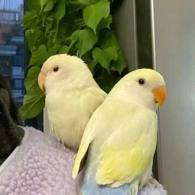 牡丹半毛鹦鹉直播间下单购买《无开箱视频不售后》