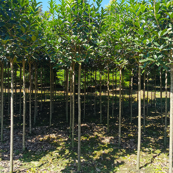 精品金球桂丹桂四季桂