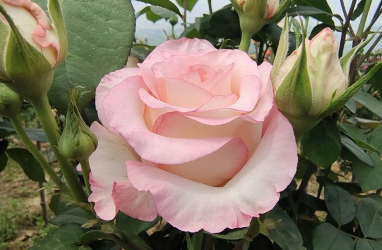 裸根苗「月季花」多品种随机发货