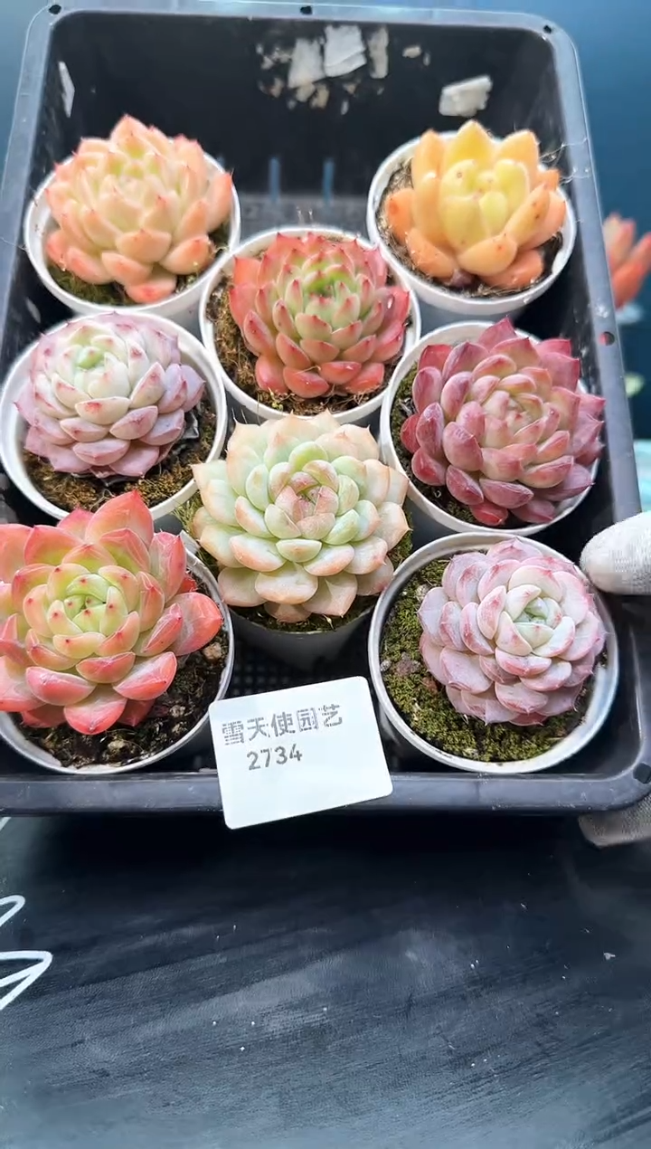 2 734  多肉 8  颗