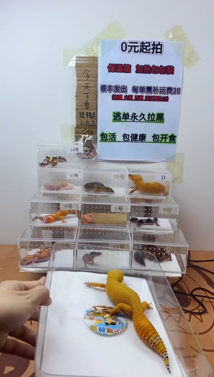 豹纹守宫豹纹守宫幼苗亚成体成体