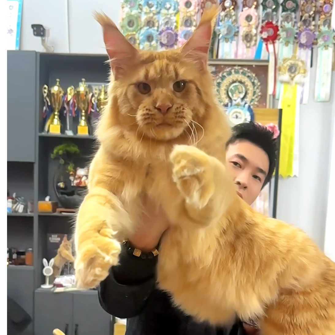 王的森林缅因猫舍通用全款连接【接小猫咨询客服】
