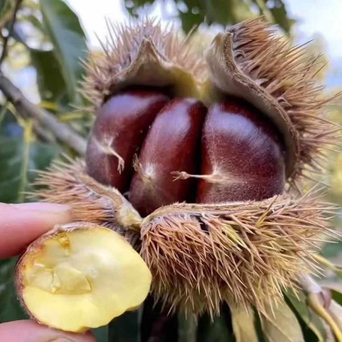 【大红袍板栗苗】高端稀有花盆庭院南北方种植果树苗