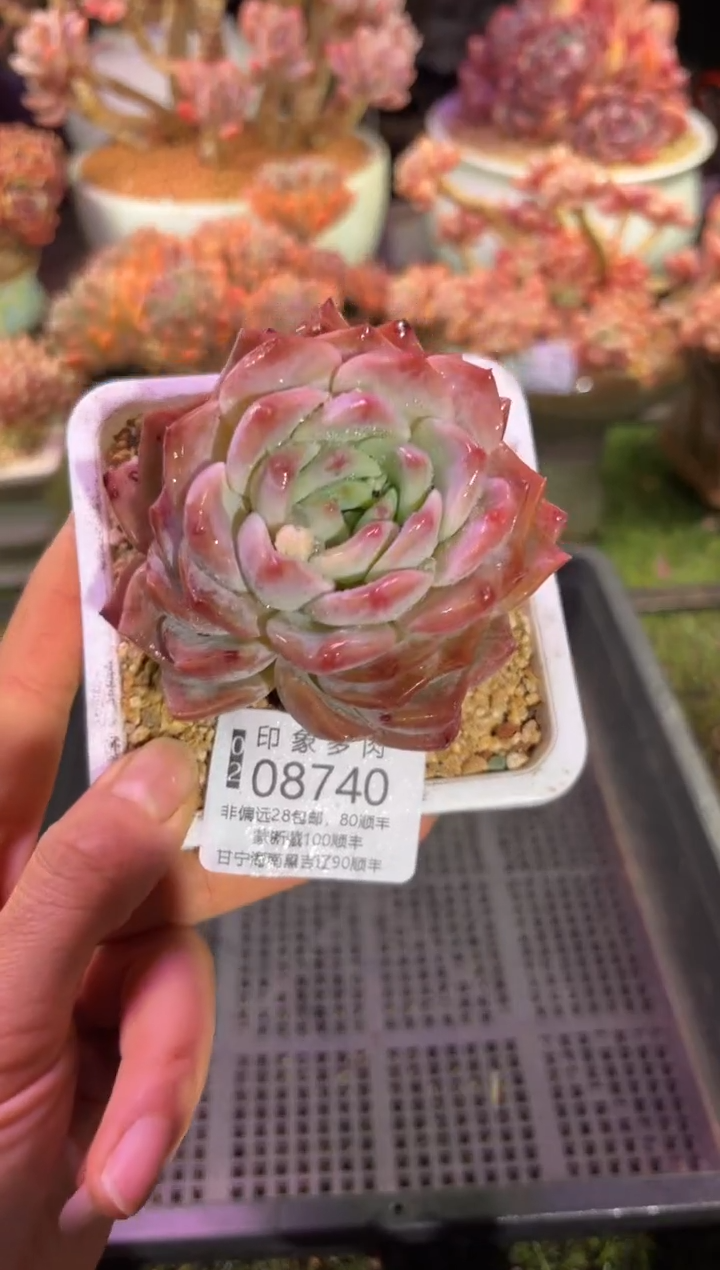【闪购商品】08740