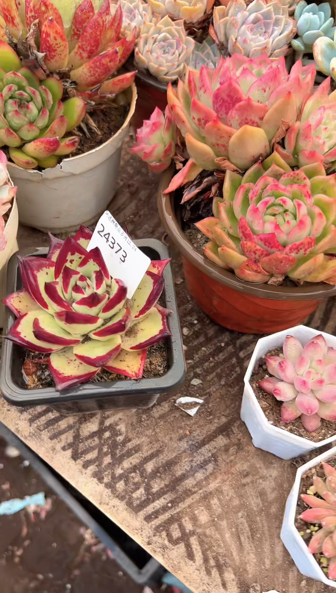 慢****。多肉植物一物一拍24373