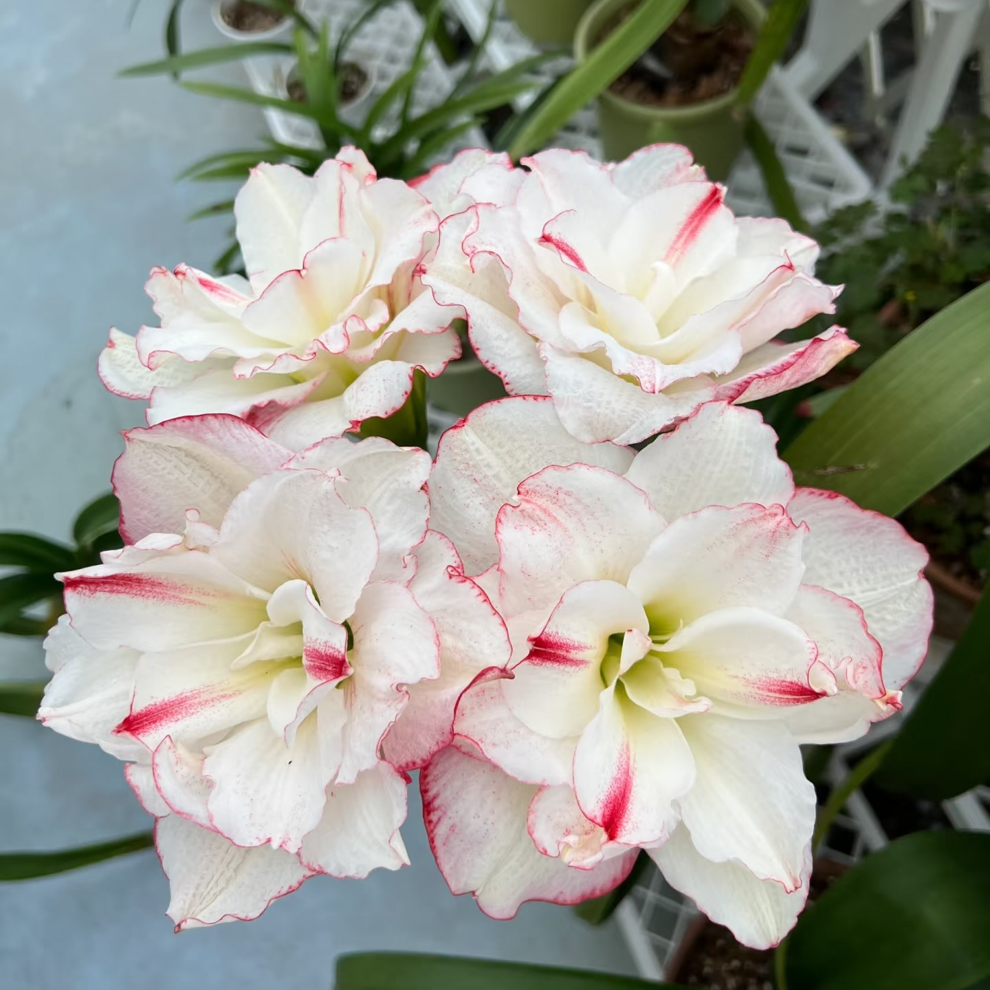 【星系】重瓣原生朱顶红种球室内外盆栽花卉种植星系