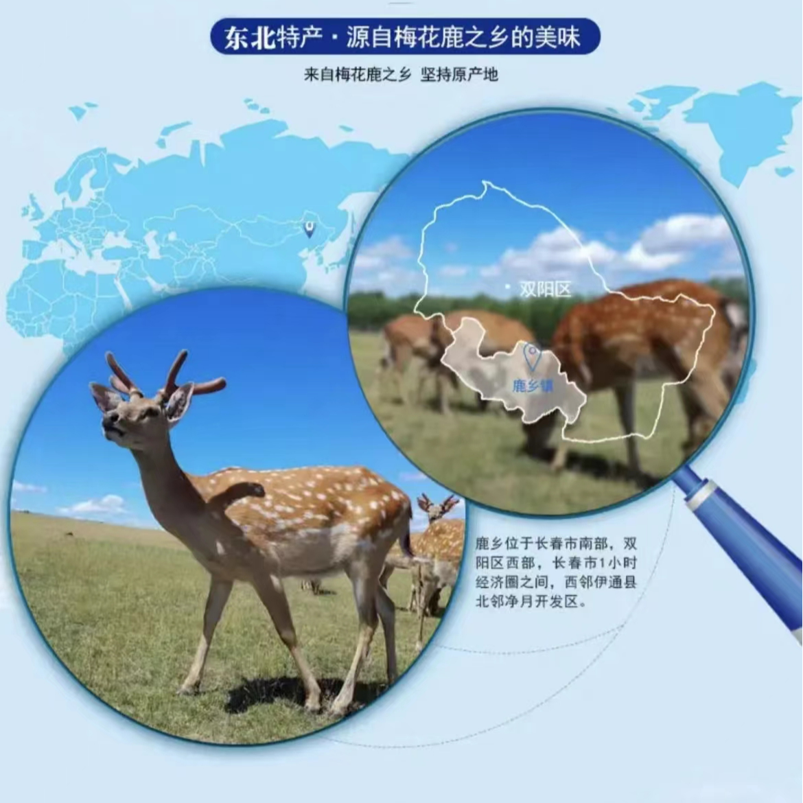 吉林鹿乡 ♣鹿产品 兑酒 滋补 营养  以直播间实物为准 