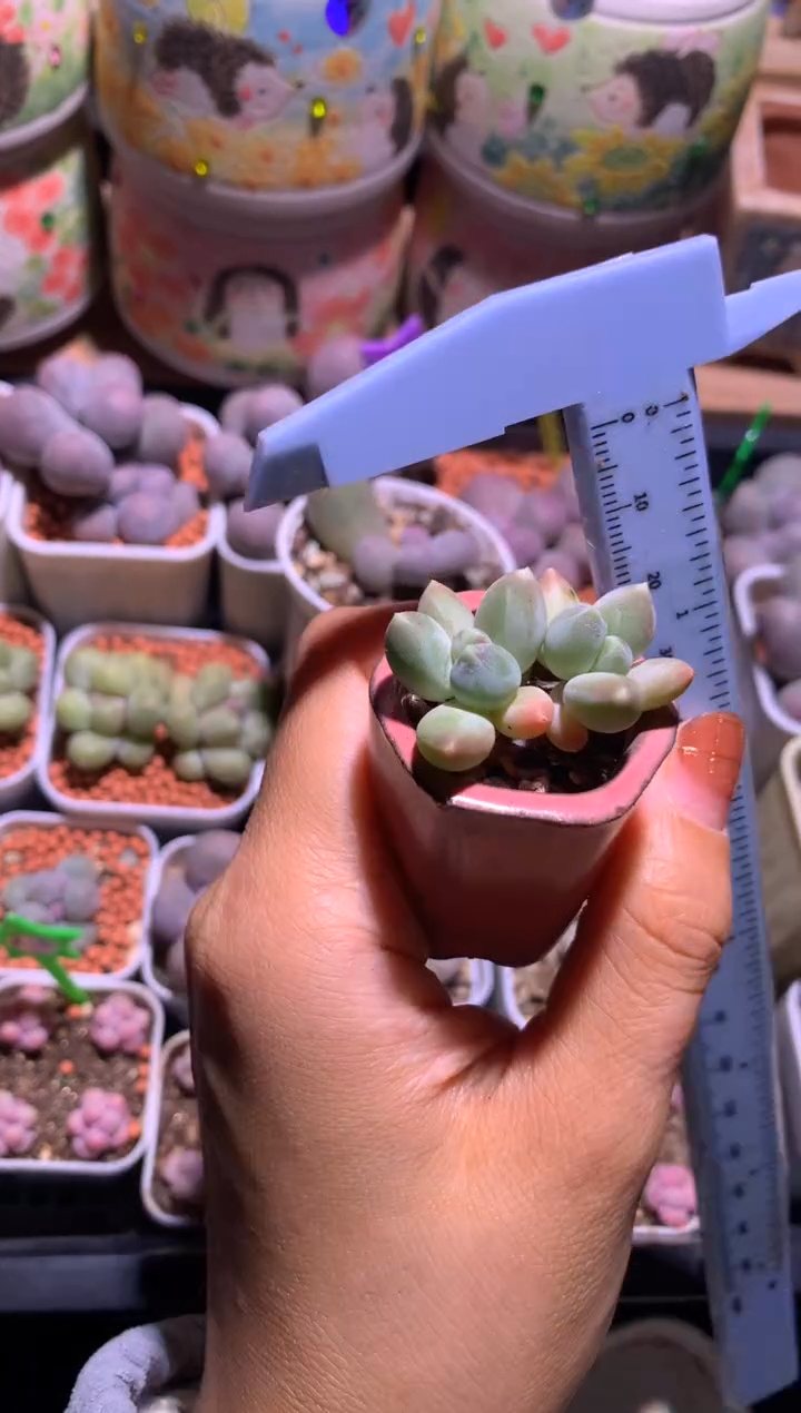 天空美人奶酪，满28包邮，不满发一个叶片到付