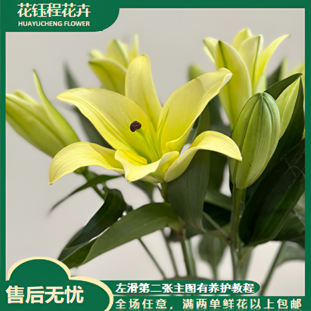 1头黄色系百合 生花苞小 任意2单以上发货包邮 