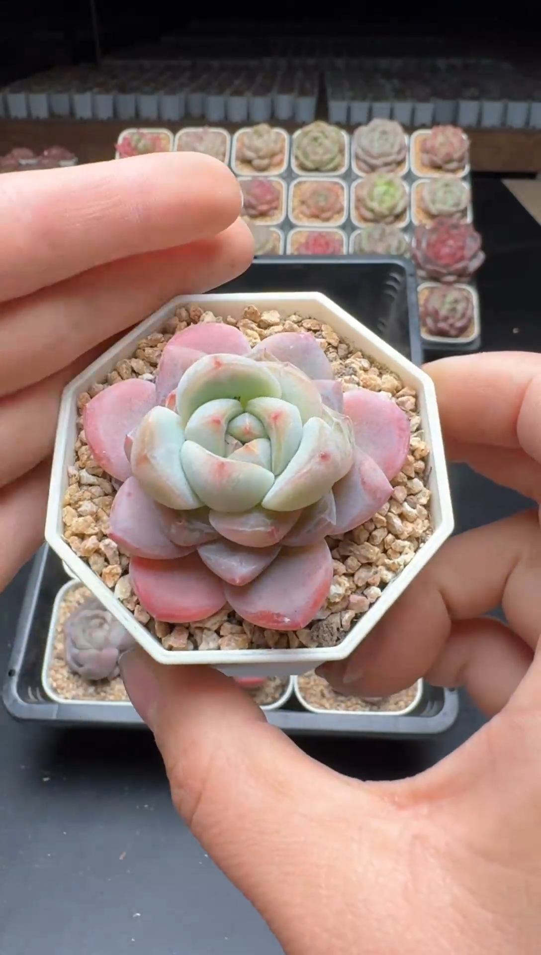 【闪购商品】850号一物一拍珍妮多肉花卉植物3颗起发