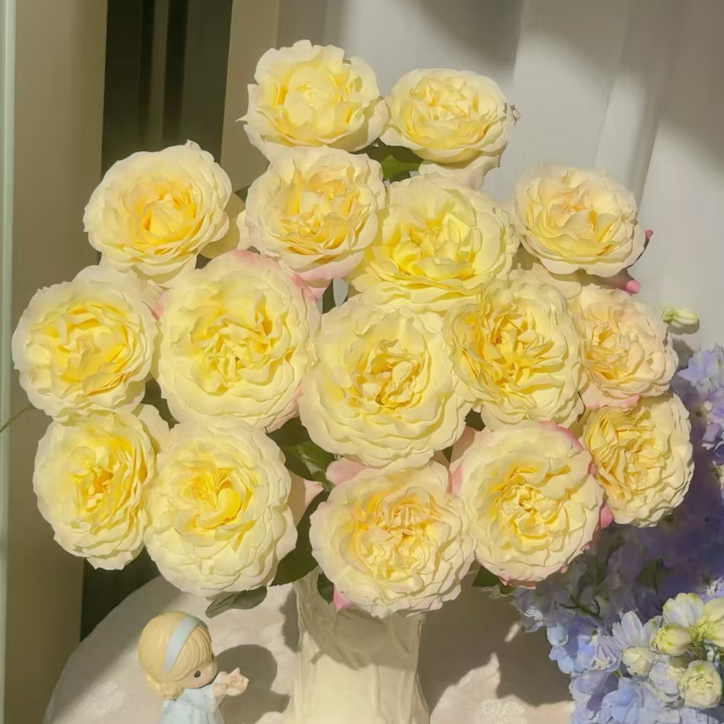 【独鬏鬏优选】 [月瑶] 单头玫瑰 花头干净高级 顺丰配送