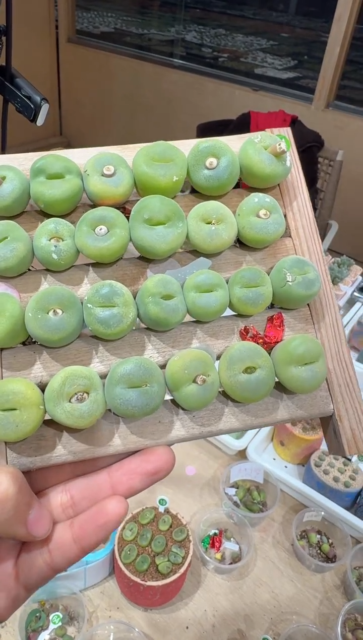 254多肉植物肉锥翠星一颗