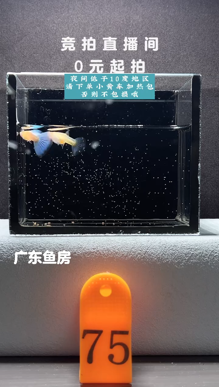 孔雀鱼蓝白鸥翼飞船一对编号75