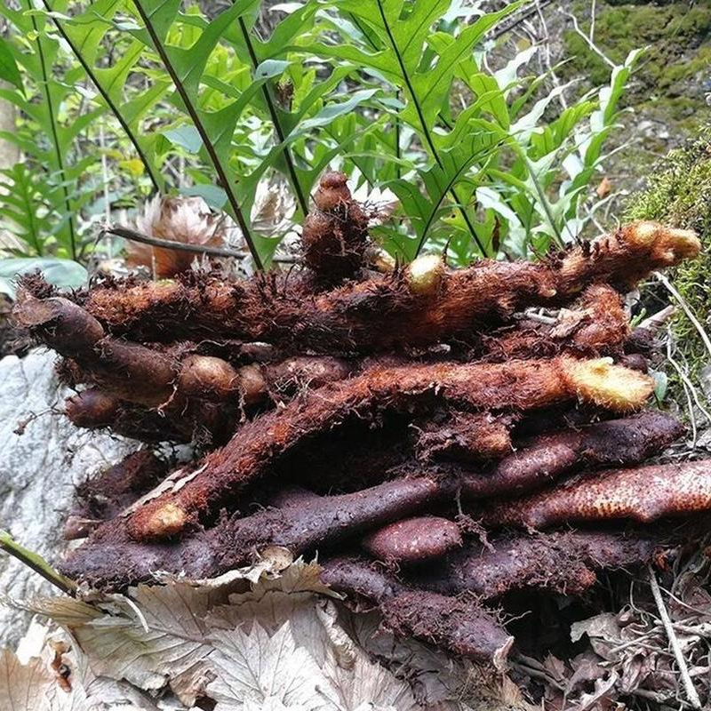 四川深山现采新鲜骨碎补毛姜爬岩姜煲汤泡酒包邮