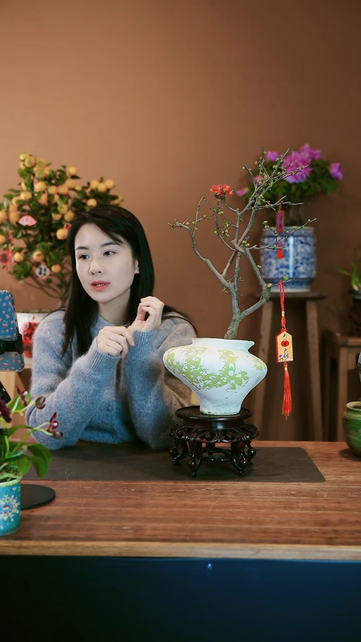 【闪购商品】盆景海棠花 绿